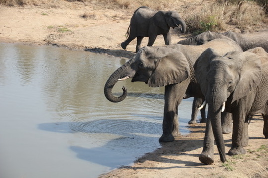Timbavati Private Nature Reserve, South Africa